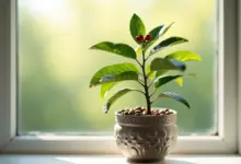 coffea arabica pěstování doma - Jak pěstovat Coffea arabica doma: Návod krok za krokem
