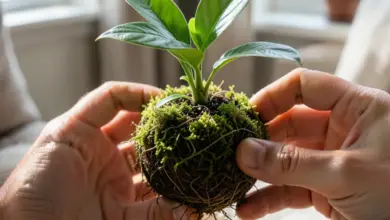 Jak si vyrobit ručně vyrobené rostliny kokedama - ilustrační foto