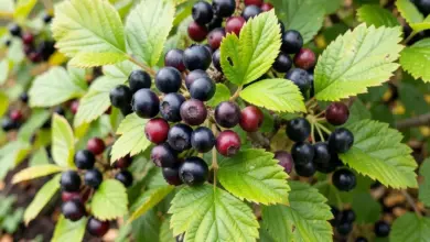 Temnoplodec černoplodý aronia melanocarpa - ilustrační foto