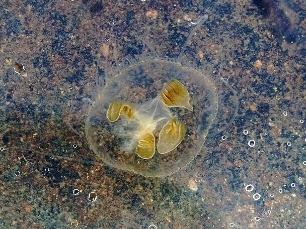 Světlá sladkovodní medúza plavoucí v čisté vodě nad kamenitou dnem.