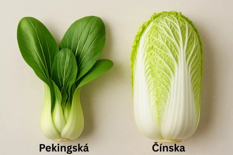 Porovnání dvou typů čínského zelí: pekingské a čínské