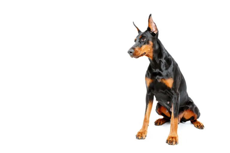 Černý doberman s hnědými znaky sedící na bílém pozadí.
