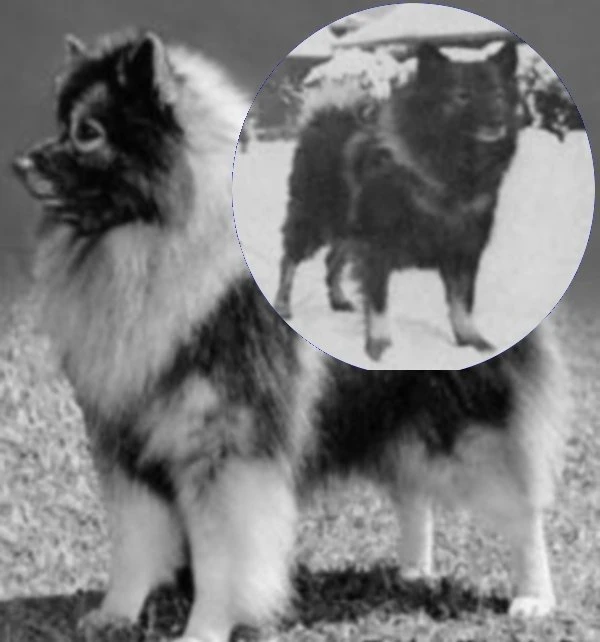 Keeshond pes stojí na trávníku s detailním záběrem zadní části těla.