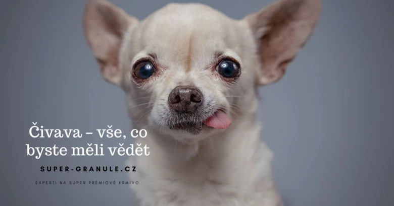 Mírně se usmívající čivava s vytaženým jazykem
