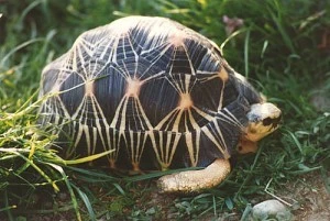 Želva paprsčitá s charakteristickým vzorem na plastru.