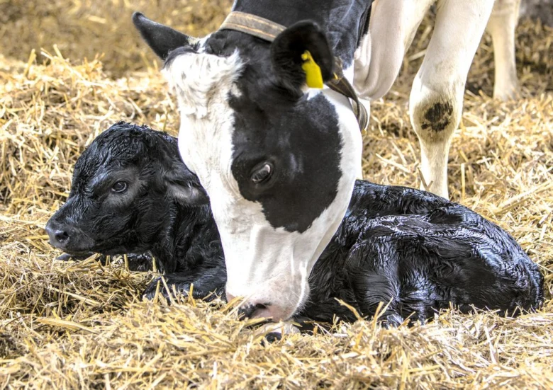 Hnědá kráva s mládětem v seno na farmě.