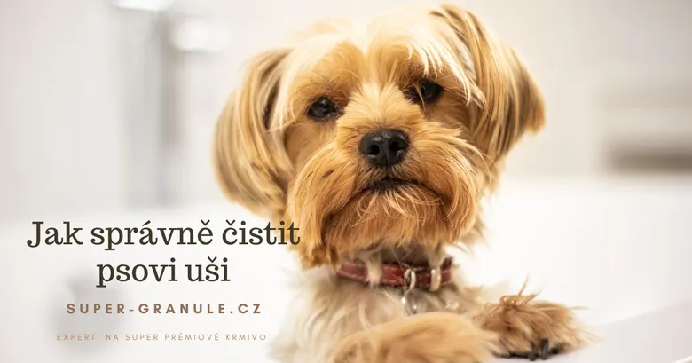 Psovi uši připravené na čištění
