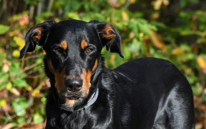 Černý doberman s hnědými znaky na obličeji.