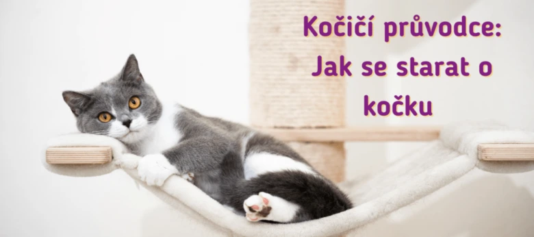 Šedobílá kočka leží na gauči s nápisem o péči o kočku.