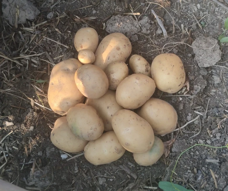 Světle hnědé brambory po sklizni z nádoby na půdě.