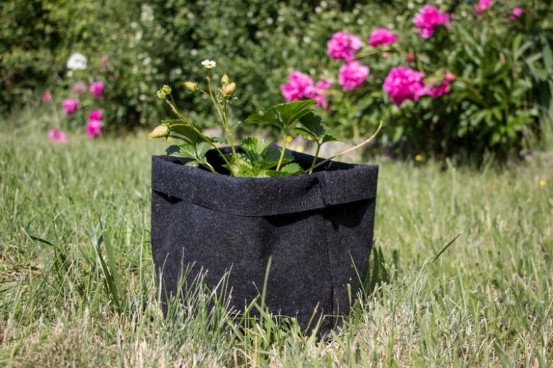 Strawberry plant in fabric pot