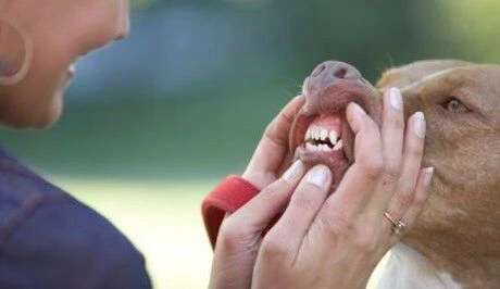 Lidé prohlížejí zuby psa při péči o jeho ústní hygienu.