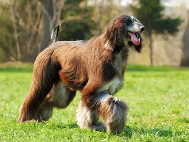 Afghánský hound na trávě s jazykem ven