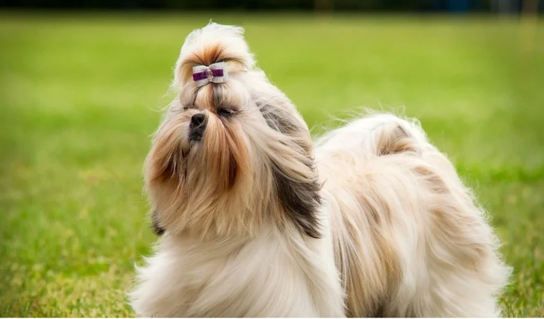 Plemeno pes Shih Tzu na trávě s mašlí
