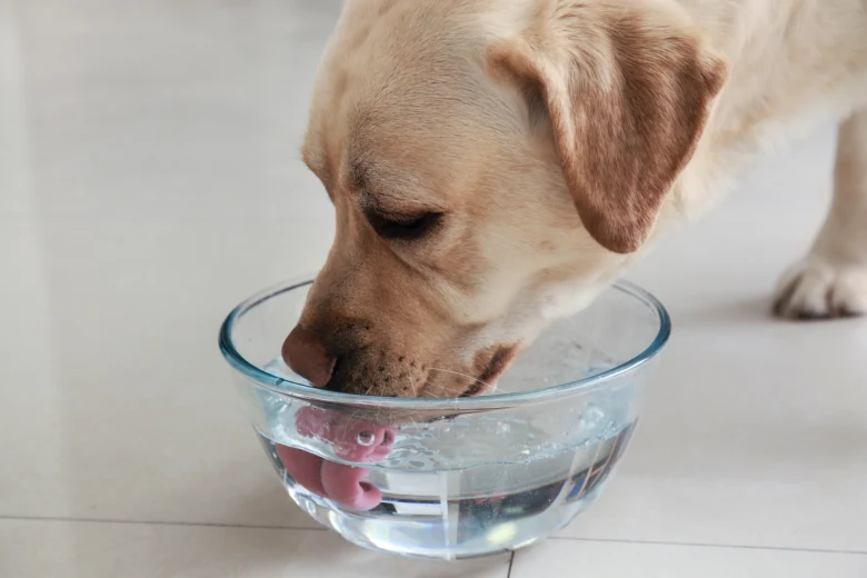 Dog drinking water