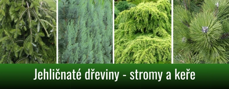 Různé druhy jehličnatých stromů a keřů