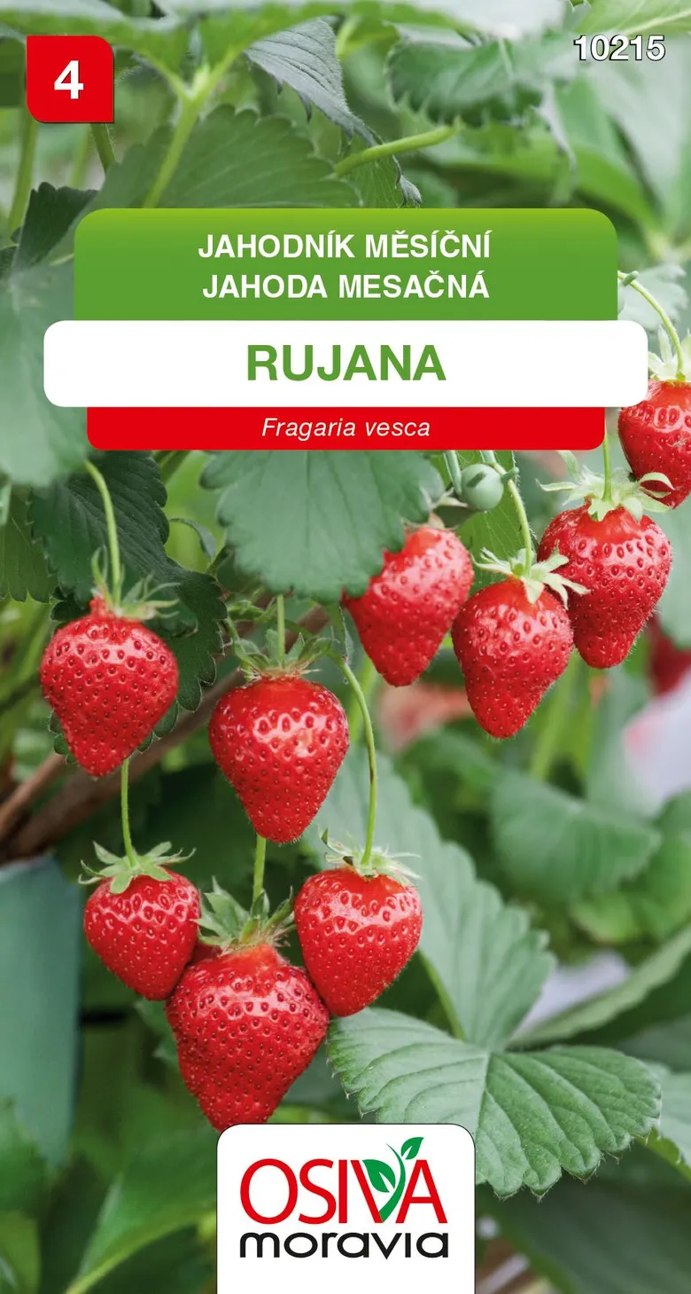 Zralé jahody Rujana na rostlině