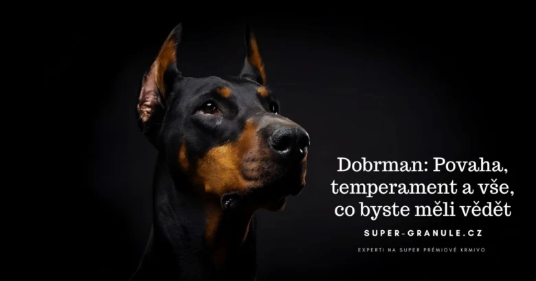 Portrét dobermana s informacemi o jeho povaze