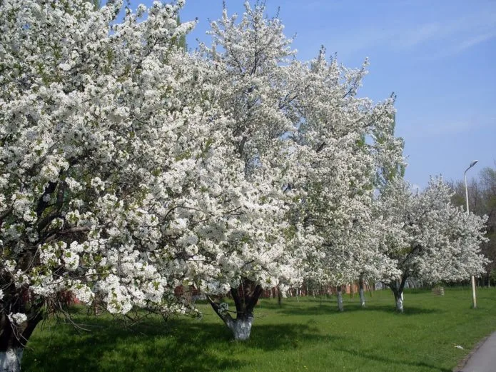Blooming cherry trees