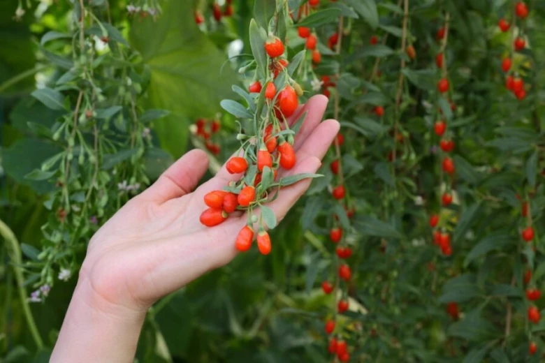 Rukou držíme červené plody rostliny goji na zeleném keři.