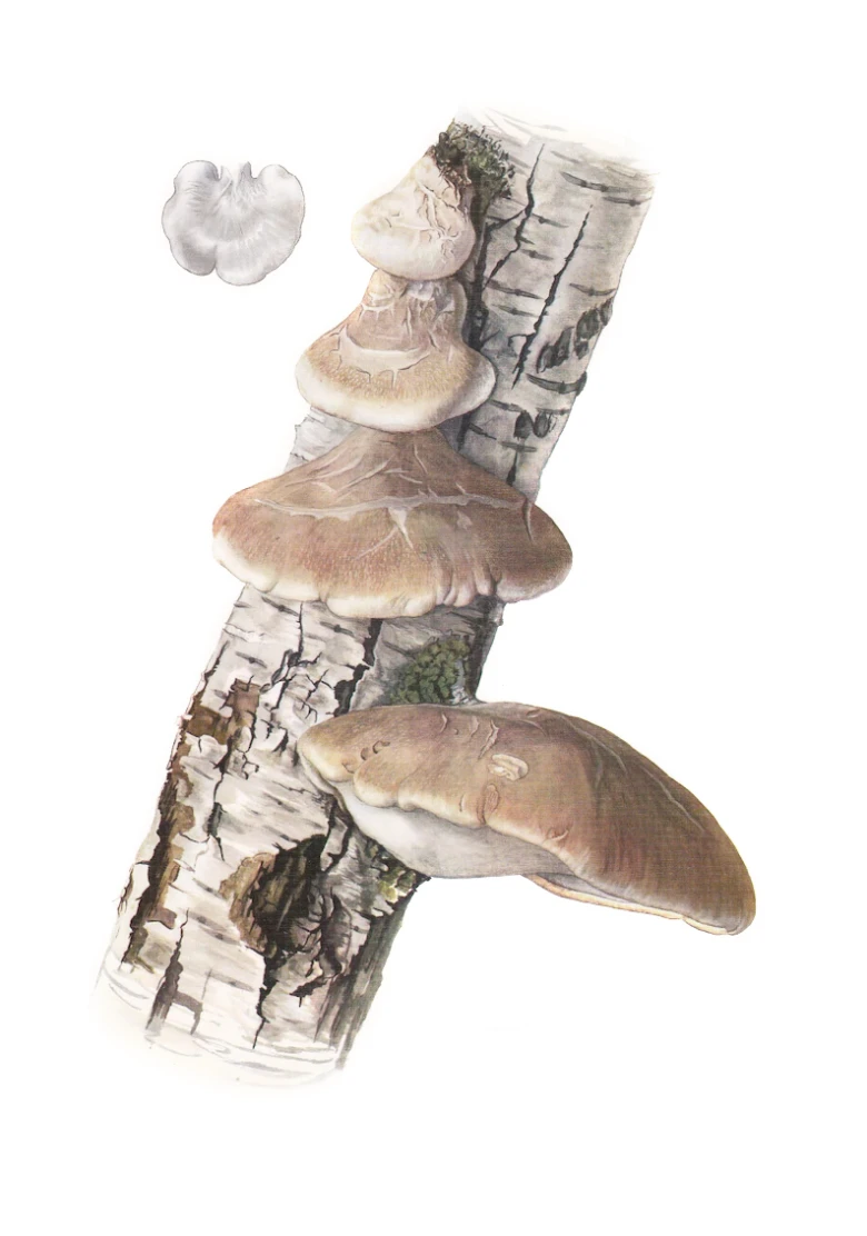 Ilustrace březovníku obecného rostoucího na kůře břízy.