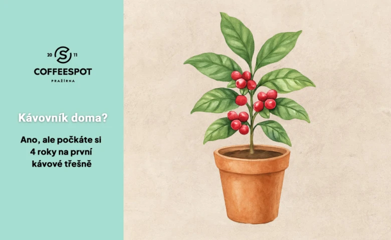 Ilustrace kávovníku s červenými plody v hrnci.