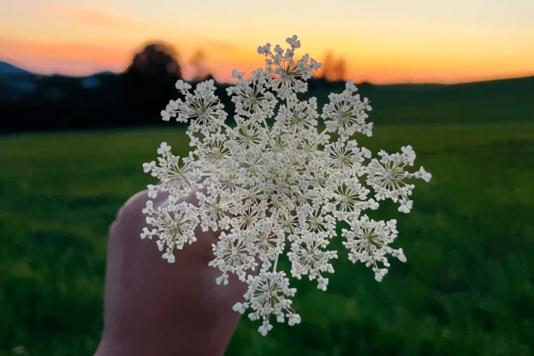 Ruka drží květ divoké mrkve na pozadí západu slunce.