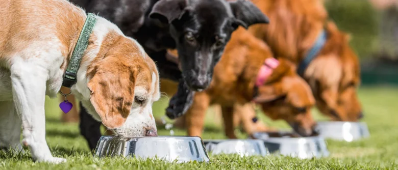 Psové jedí z misky na trávníku po adopci.