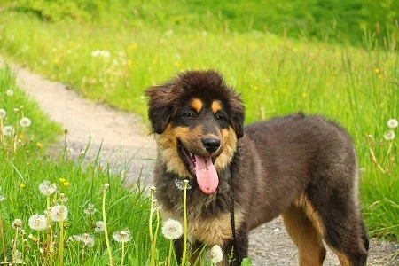 Štěně ven na trávě s dandeliony