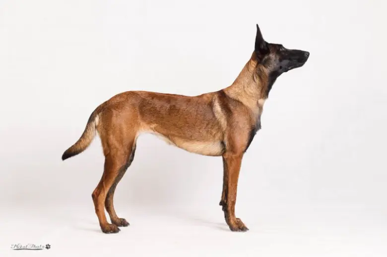 Belgian malinois dog
