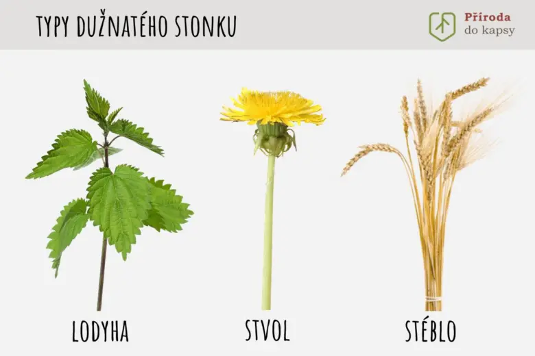 Typy dužnatého stonku: lodyha, stvol, stéblo