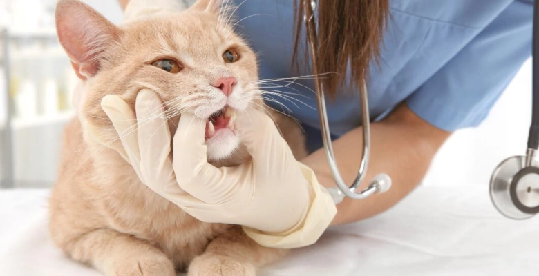 Veterinář zkoumá zuby kočky při preventivním vyšetření.