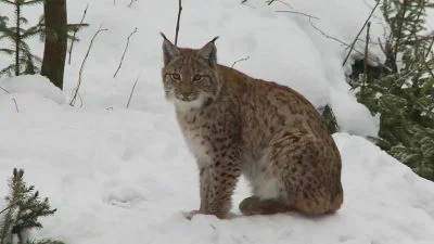 Lynx sedící v sněhu mezi stromy jako zimní zvíře.