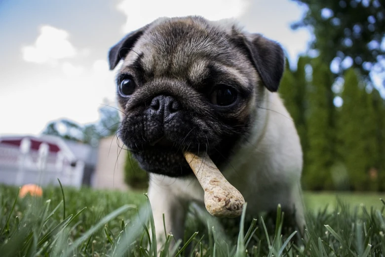 Mops s kostí v tlamě na trávníku venku.