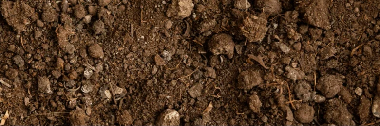 Sandy soil texture
