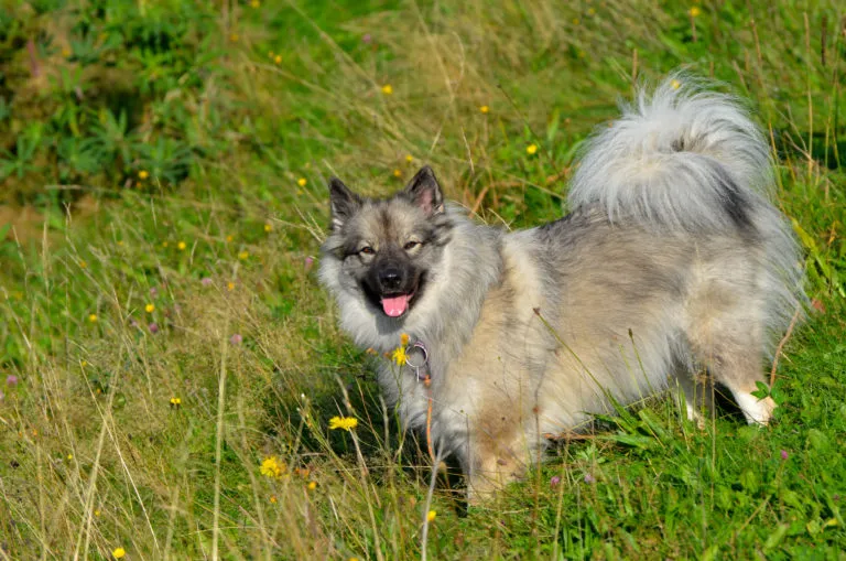 Keeshond pes stojí v trávě s otevřenou pusou.