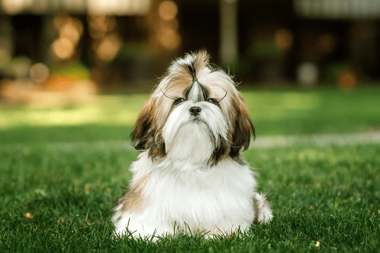 Příjemný štěně Shih Tzu ležící na trávě