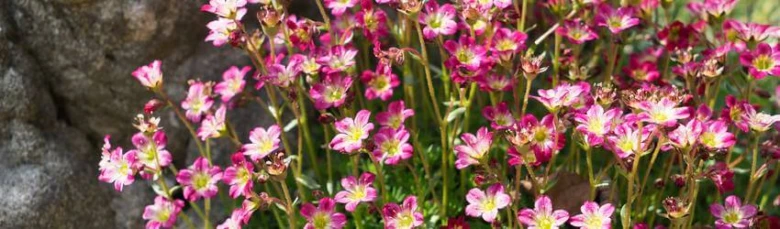 Pink saxifrage flowers