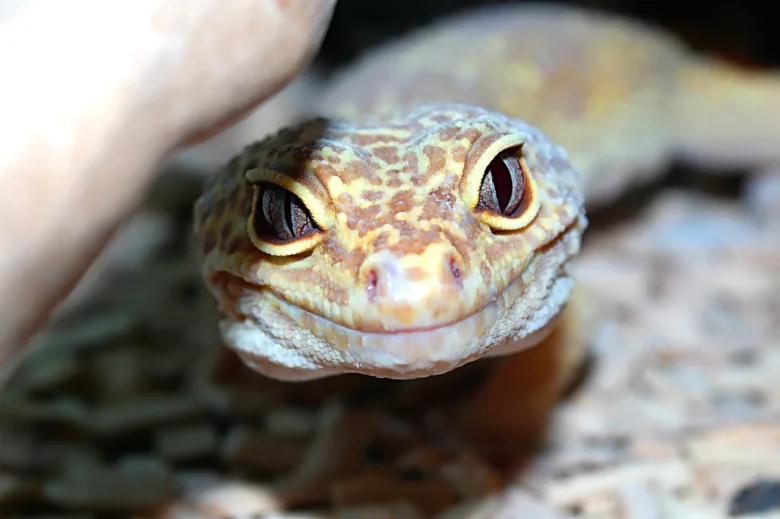 Blízko na tvář leopardo gekona drženého v ruce.