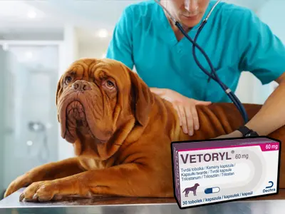 Vetérinář zkoumá psa s lékem na Cushingův syndrom.