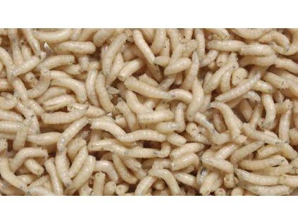 Live fishing bait worms
