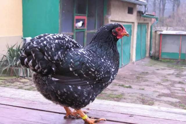 Černá kohoutice plemene Wyandotka na dřevěné ploše.