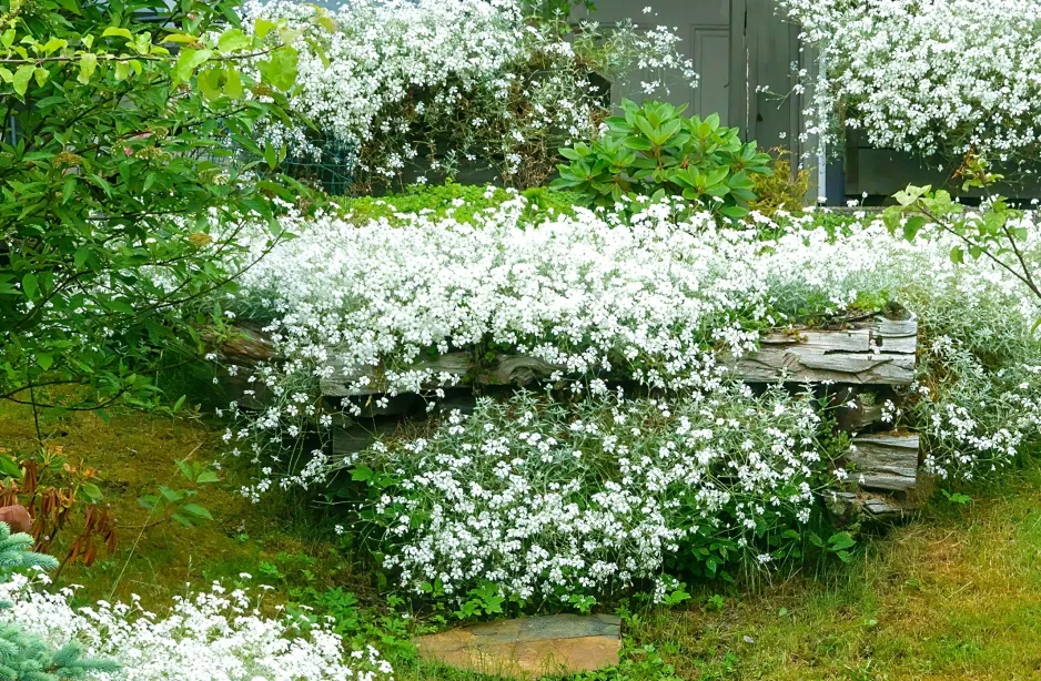 Bílé trvalky rostoucí na svahu s dřevěným ohraničením.
