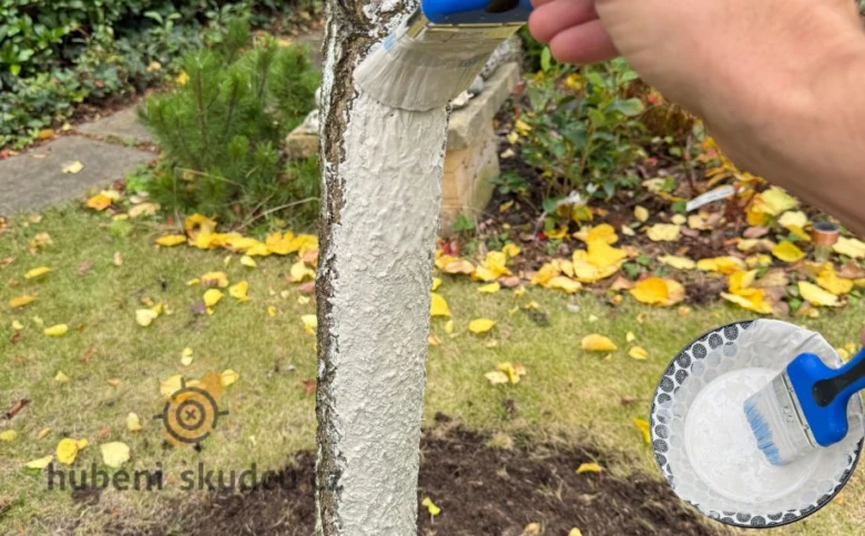 Námalba kmenu stromu bílou omítkou štětcem.