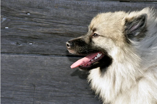 Portrét kees hond s otevřenou pusou na dřevěném pozadí.