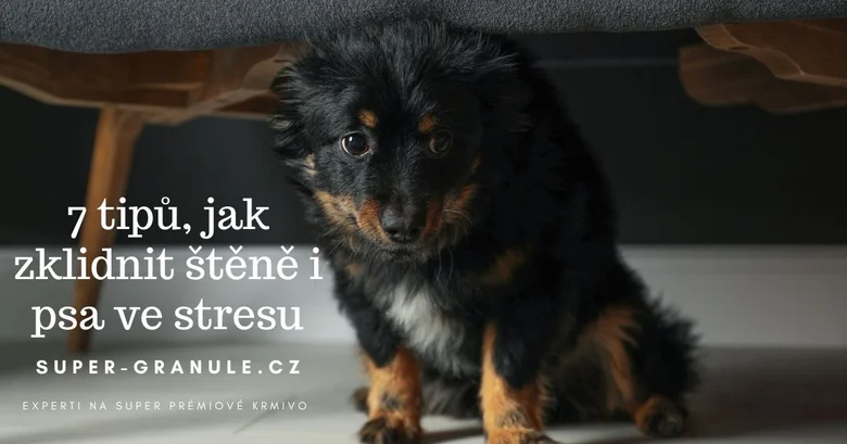 Štěně pod nábytkem v stresové situaci