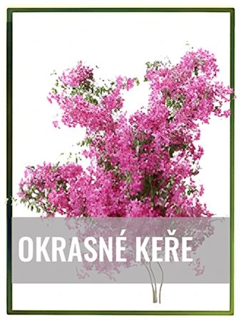 Růžový kvetoucí keř na bílém pozadí s českým nápisem.