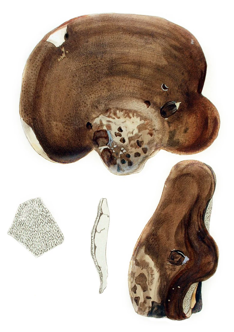 Ilustrace březovníku obecného z různých úhlů pohledu.