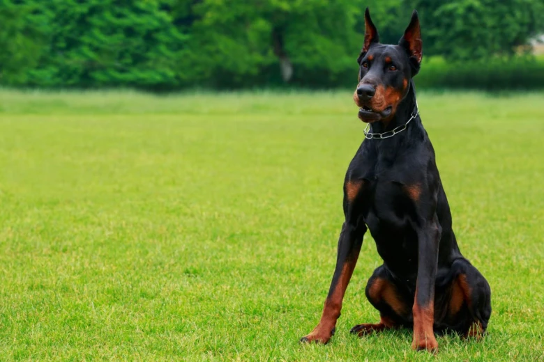 Černý doberman sedí na trávníku v přírodě.