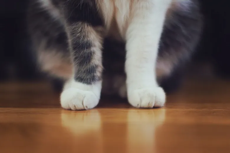 Přední tlapky kočky stojí na dřevěné podlaze.